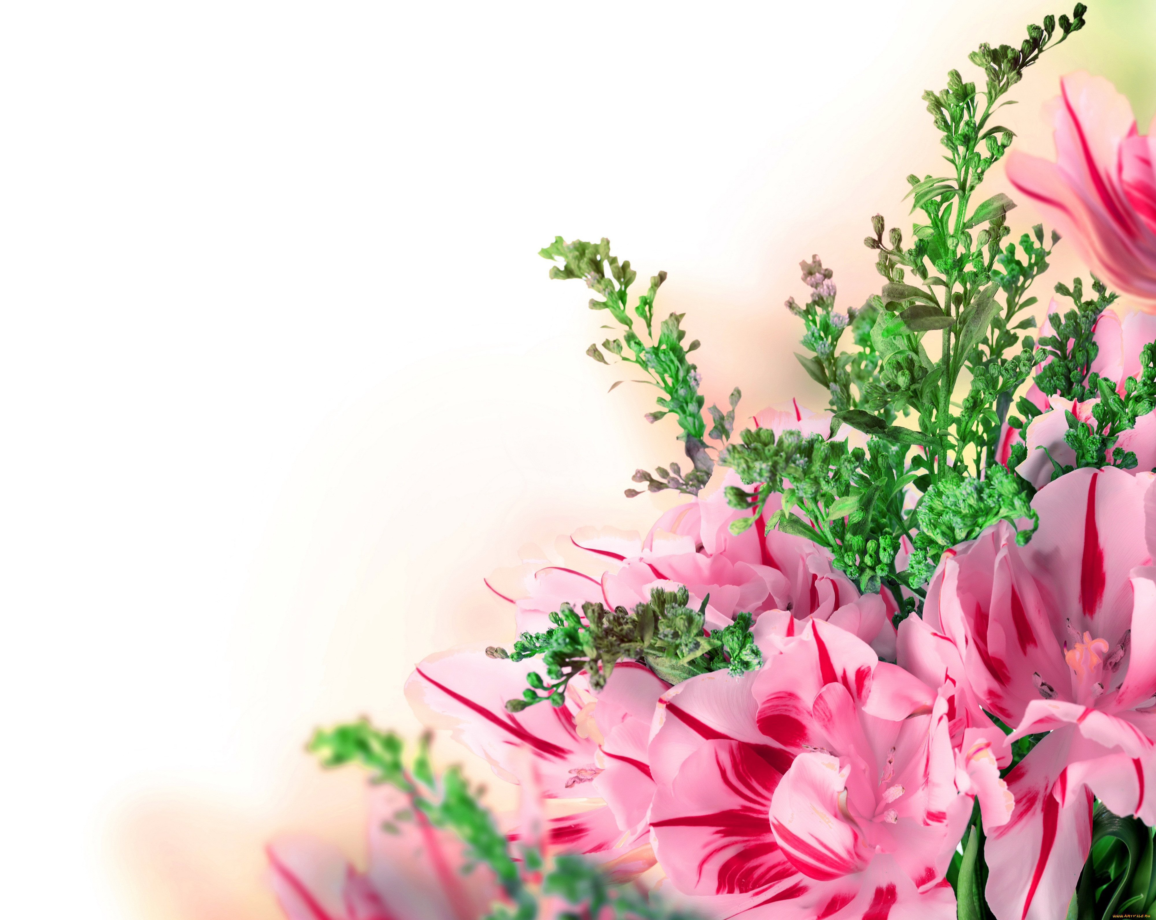 , , , tulips, flowers